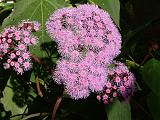 Eupatorium 2